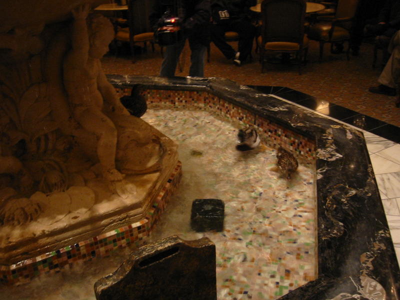 Patos en la fuente en el interior del Hotel Peabody