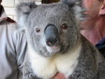 Simby el Koala
