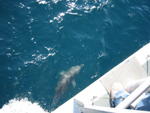 Un delfín nadando alegremente en Jervis Bay