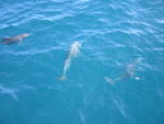Más delfines en Jervis Bay