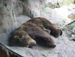 Oso durmiendo (como un oso)