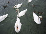 Cisnes y patos en el Lago Leman