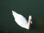 Un cisne en el Lago Leman