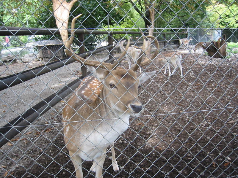 Papá Bambi