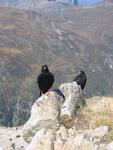 Extraños pajaros negros que frecuentan el area de Mont Blanc